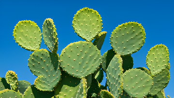 Why Cactus Leather Is the Future