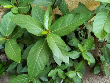 Beyond Leather: Exploring Plant-Based Innovation